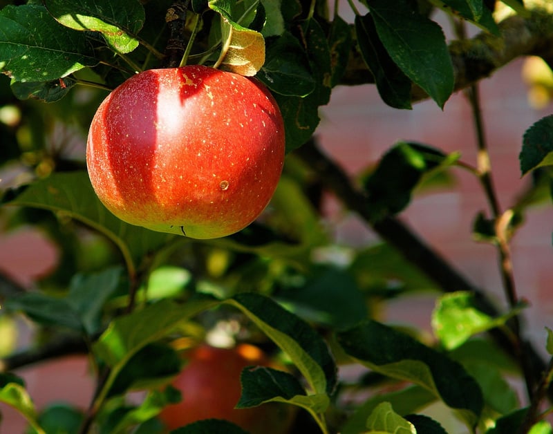 The Orchard at Cheslen
